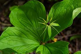 Attēlu rezultāti vaicājumam “Paris quadrifolia fruit”