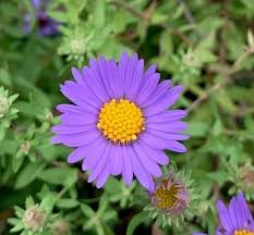 Attēlu rezultāti vaicājumam “Symphyotrichum novae-angliae”