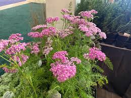 Attēlu rezultāti vaicājumam “Achillea millefolium flower”