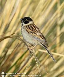 Image result for Emberiza pallasi