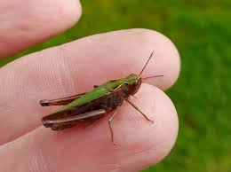 Attēlu rezultāti vaicājumam “Omocestus viridulus”