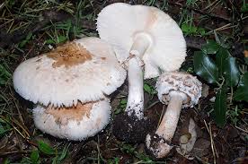 Attēlu rezultāti vaicājumam “Macrolepiota rhacodes var. bohemica”