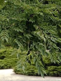 Attēlu rezultāti vaicājumam “Gymnocladus dioicus leaf”