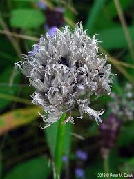 Attēlu rezultāti vaicājumam “Allium schoenoprasum flower”