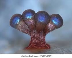 Attēlu rezultāti vaicājumam “Lamproderma ovoideum stalked”