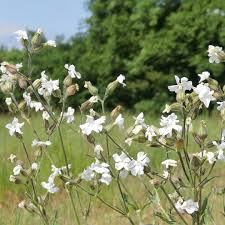 Attēlu rezultāti vaicājumam “Silene tatarica leaf”