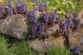 Attēlu rezultāti vaicājumam “Ajuga reptans flower”
