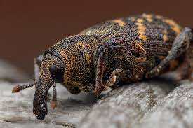 Attēlu rezultāti vaicājumam “Hylobius abietis”