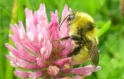 Attēlu rezultāti vaicājumam “Abietinella abietina var. hystricosa”