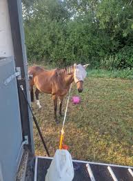 Image result for Bookham Riding Club