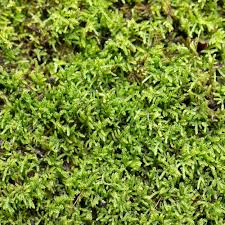 Attēlu rezultāti vaicājumam “Hypnum cupressiforme var. filiforme”