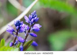 Attēlu rezultāti vaicājumam “Polygala amarella”