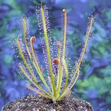 Attēlu rezultāti vaicājumam “Drosera intermedia”
