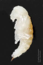 Attēlu rezultāti vaicājumam “Bolitophagus reticulatus larva”