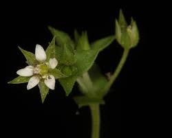 Attēlu rezultāti vaicājumam “Arenaria serpyllifolia flower”