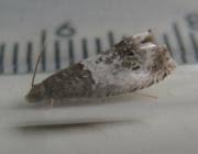 Attēlu rezultāti vaicājumam “Notocelia roborana”