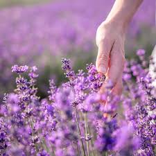 Image result for Lavendel