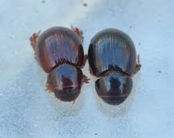 Attēlu rezultāti vaicājumam “Aegialia arenaria”