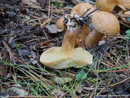 Attēlu rezultāti vaicājumam “Suillus bovinus”