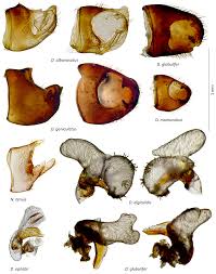 Attēlu rezultāti vaicājumam “Dicyphus sp.”