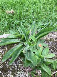 Attēlu rezultāti vaicājumam “Pilosella officinarum leaf”
