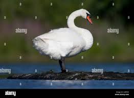 Attēlu rezultāti vaicājumam “Cygnus olor adult”