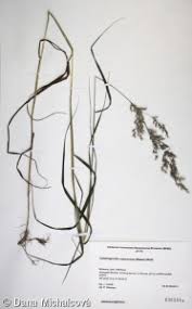 Attēlu rezultāti vaicājumam “Calamagrostis canescens fruit”