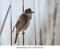 Attēlu rezultāti vaicājumam “Acrocephalus arundinaceus adult”