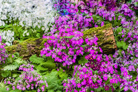 Image result for Primula malacoides