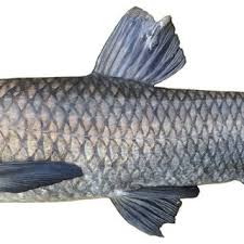 Image result for Mylopharyngodon piceus