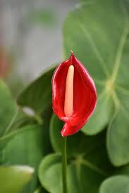 Attēlu rezultāti vaicājumam “Geranium sylvaticum bud”