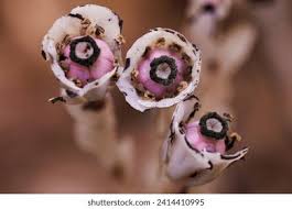 Attēlu rezultāti vaicājumam “Moneses uniflora bud”