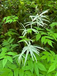 Image result for Aruncus dioicus