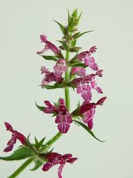 Attēlu rezultāti vaicājumam “Stachys sylvatica”