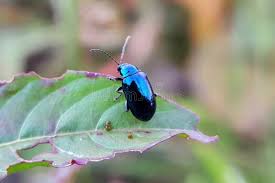 Attēlu rezultāti vaicājumam “Altica sp.”