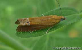 Attēlu rezultāti vaicājumam “Lathronympha strigana”