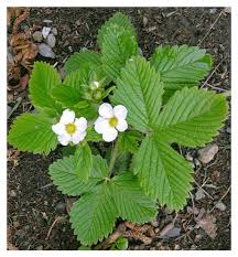 Attēlu rezultāti vaicājumam “Fragaria moschata flower”