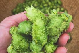 Attēlu rezultāti vaicājumam “Humulus lupulus fruit”
