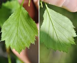 Attēlu rezultāti vaicājumam “Crataegus chrysocarpa”