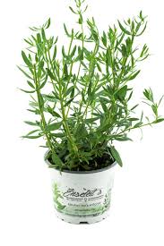 Image result for Ysop