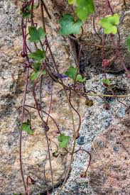 Attēlu rezultāti vaicājumam “Cymbalaria muralis leaf”