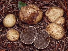 Attēlu rezultāti vaicājumam “Rhizopogon luteolus”