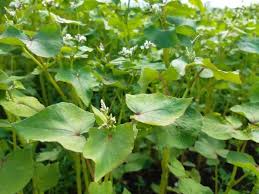 Attēlu rezultāti vaicājumam “Fagopyrum esculentum leaf”