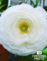 Attēlu rezultāti vaicājumam “Ranunculus mendax flower”