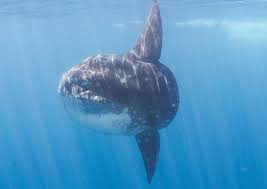 Image result for Mola mola
