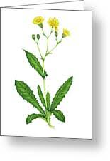 Attēlu rezultāti vaicājumam “Crepis paludosa flower”