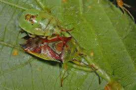 Attēlu rezultāti vaicājumam “Elasmostethus interstinctus nymph”