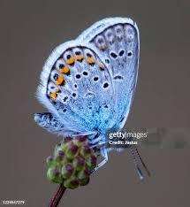 Attēlu rezultāti vaicājumam “Plebejus argus”