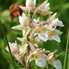 Attēlu rezultāti vaicājumam “Epipactis palustris bud”