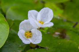 Attēlu rezultāti vaicājumam “Hydrocharis morsus-ranae flower”